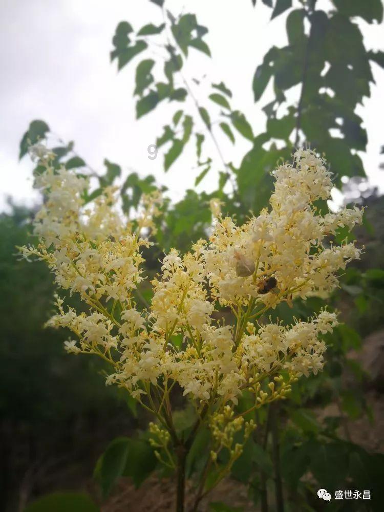 细胞分裂6