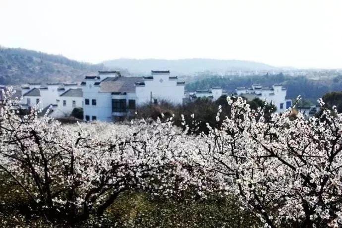逃离野丛之森